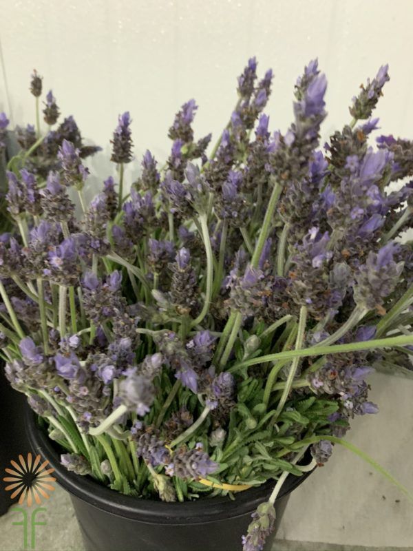 Lavender Wholesale